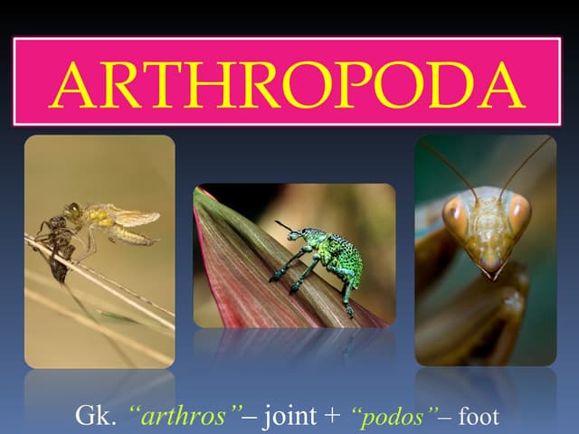 Insects Order hymenoptera | PPTX