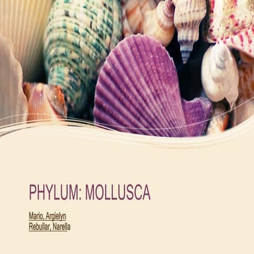 Phylum Mollusca