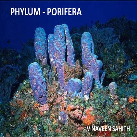 PHYLUM PORIFERA 