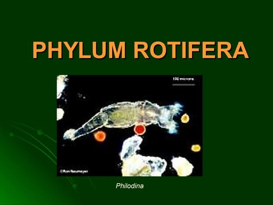 Rotifers phylum | PPT