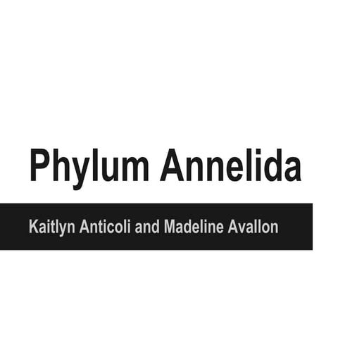 Phylum Annelida
