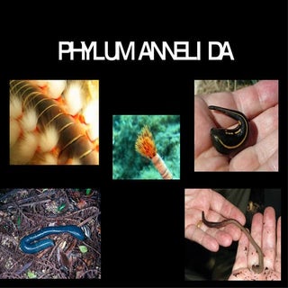 Phylum Annelida