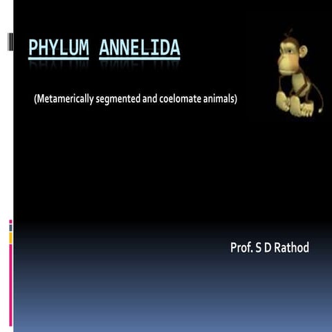 Phylum Annelida