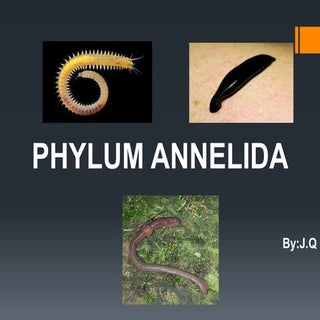 Phylum annelida (By: J.Q)