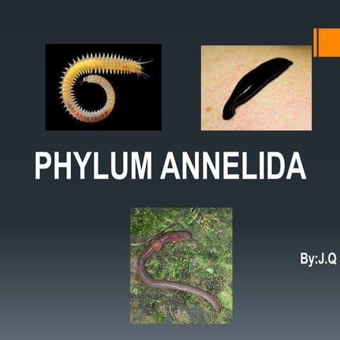 Phylum annelida (By: J.Q)