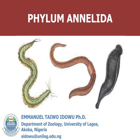 PHYLUM ANNELIDA.ppt