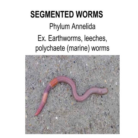 Phylum annelida 2016