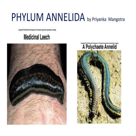 Phylum annelida- excretion in annelida