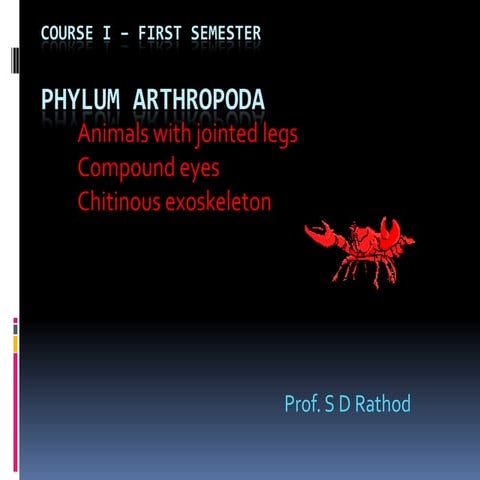 Phylum Arthropoda