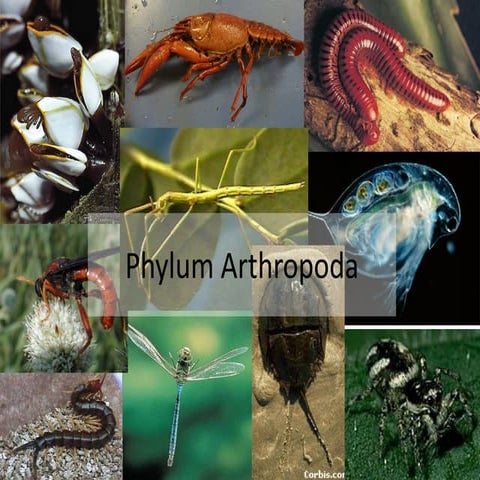 arthropoda Phylum 