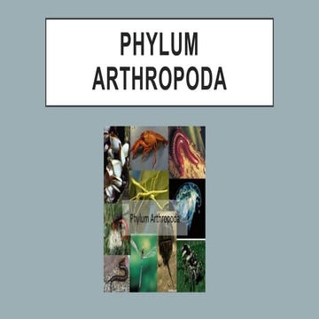 Phylum   Arthropoda