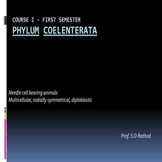 Phylum Coelenterata