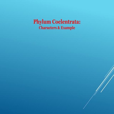 Phylum coelentrata