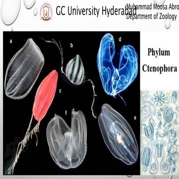 Phylum Ctenophora , Comb Jellies pptx