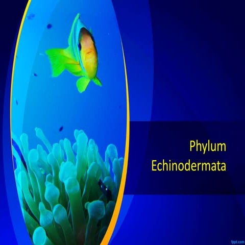 Phylum echinodermata 