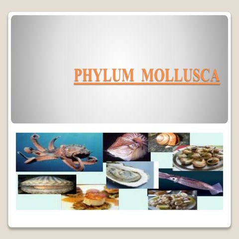 Phylum mollusca  presentation
