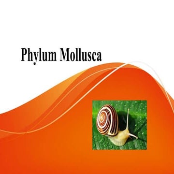 Phylum mollusca  presentation