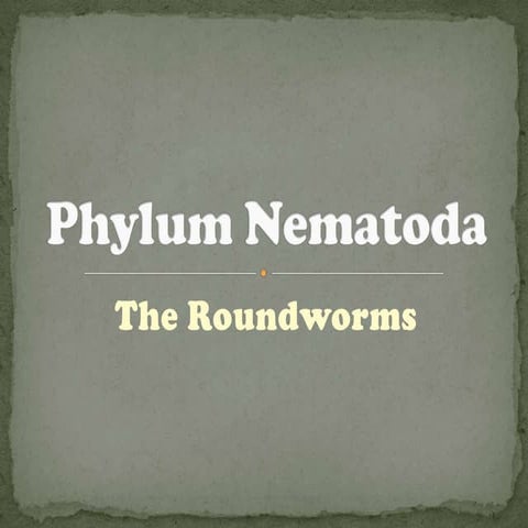 Phylum nematoda