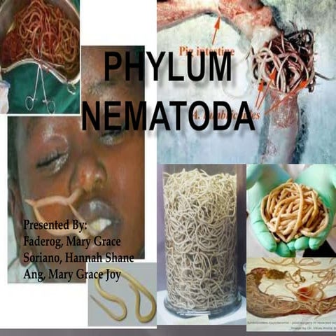 Phylum nematoda 1
