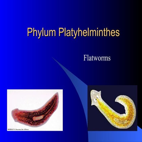 Phylum Platyhelminthes