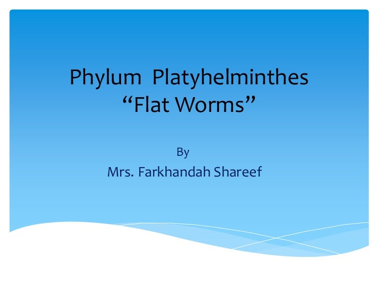 filum platyhelminthes ppt