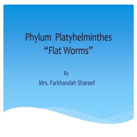 Phylum  platyhelminthes