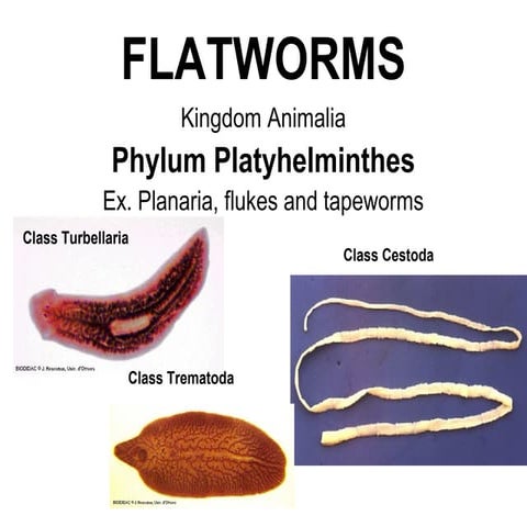 Phylum platyhelminthes