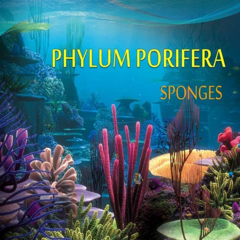 Phylum porifera