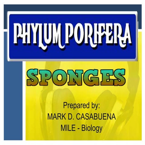 Phylum Porifera