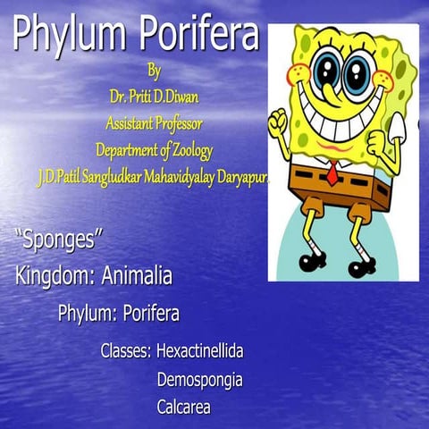 phylum porifera