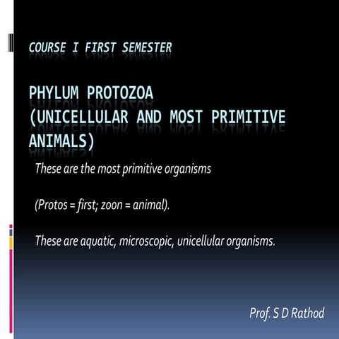 Phylum protozoa