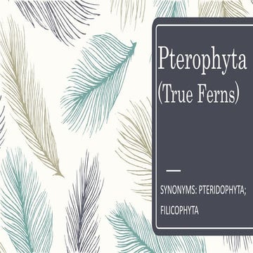 Phylum Pteridophyta (True Ferns) - part 2