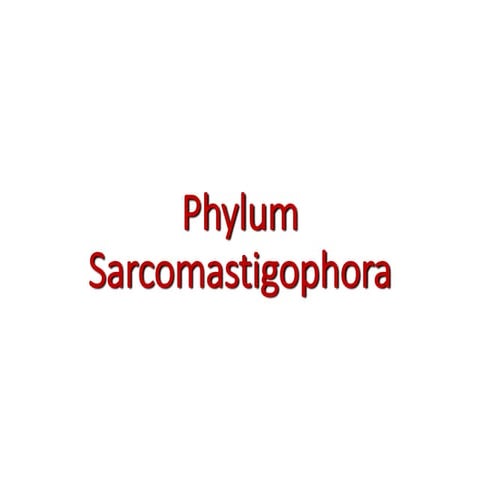 Phylum Sarcomastigophora.pptx