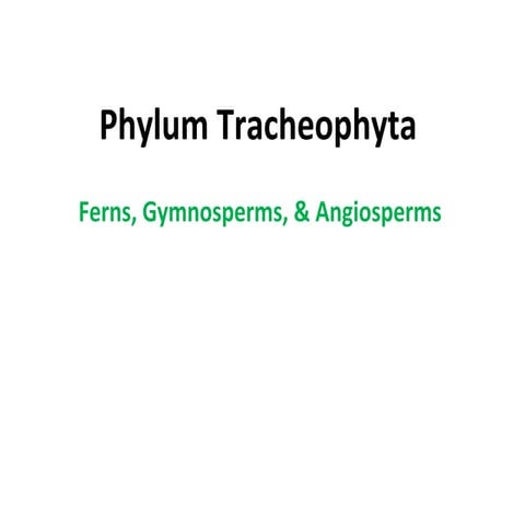 Phylum tracheophyta 2016