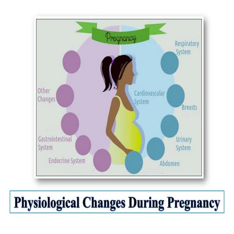 Physiological changes during pregnancy | PPTX