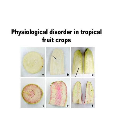 Mango maturity and ripeness guide | PDF