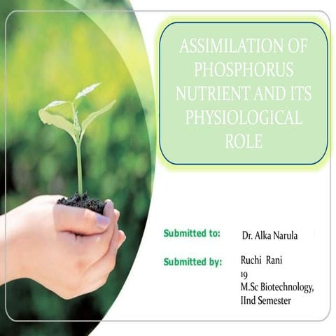 ASSIMILATION OF PHOSPHORUS AND ITS PHYSIOLOGICAL FUNCTION