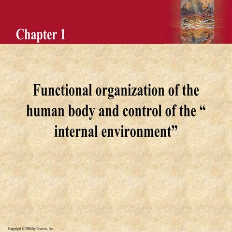 functional organization of the  human body