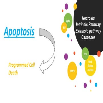physiology of apoptosis first year mbbs medical.pdf