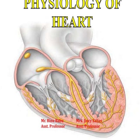 physiologyofheart-181202084458.pdf