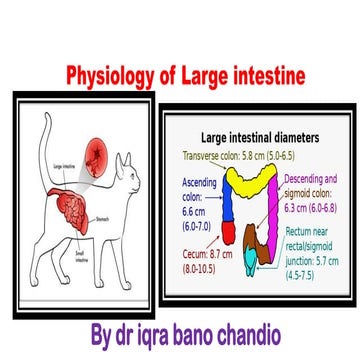 PHYSIOLOGY OF LARGE INTESTINE.pdf