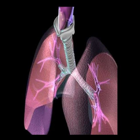 Physiology of mechanical ventilation   upload
