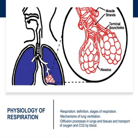 Mechanism of respiration | PPTX