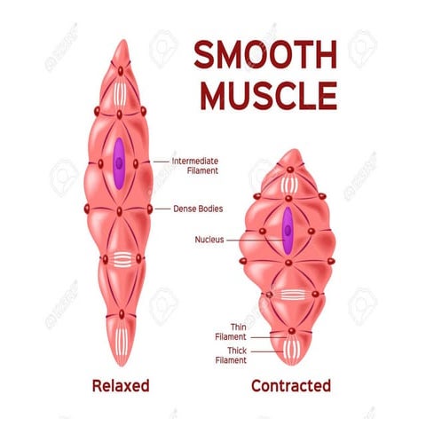 physiology of  s         mooth muscle.ppt