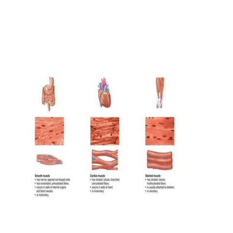 physiology of smooth muscle.ppt