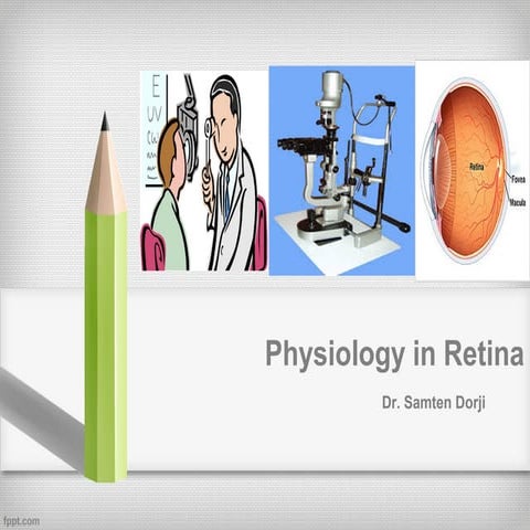 Physiology retina