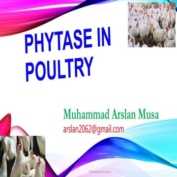 Phytase in Poultry