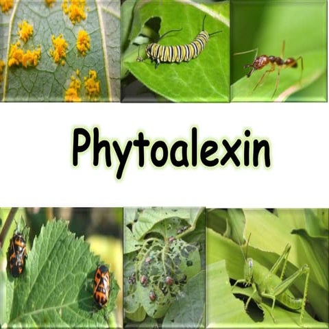 Phytoalexins