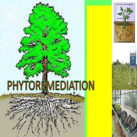 Phytoremediation