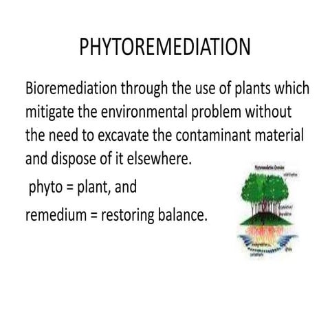 Phytoremediation